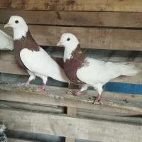 رنگی|پرنده|اهواز, امانیه|دیوار