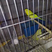 شاه طوطی .عروس .مرغ عشق .فنچ.سیمرغ|پرنده|ساوه, |دیوار