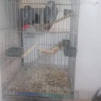 جفت مولد کاسکو سخنگو بسیار درست و بیگ سایز