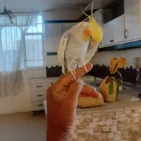 عروس هلندی دستی وسخنگو وسالم