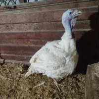 20عدد بوقلمون خانگی نر و ماده|حیوانات مزرعه|صحنه, |دیوار