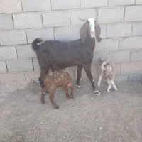 بز..|حیوانات مزرعه|فردوس (خراسان), |دیوار