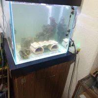 آکواریوم آب شور