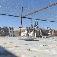 کفتر|پرنده|شیراز, کوشک میدان|دیوار