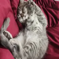 گربه وارداتی میکس پرشین بریتیش|گربه|رفسنجان, |دیوار