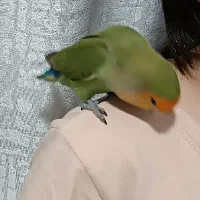 طوطی برزیلی کوتوله|پرنده|شهرکرد, |دیوار