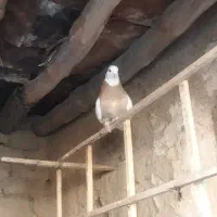کبوتر طوقی