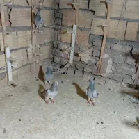 سبز بدرنگ دمسفید گووک