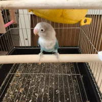 طوطی برزیلی ابی اوپال|پرنده|ملارد, |دیوار