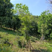 فروش 210 متر زمین هریس رامسر