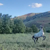 اسب اصیل کورد