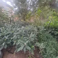 نهال گلدانی|خدمات باغبانی و درختکاری|دلند, |دیوار