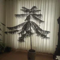 گل زیبا وسرحال