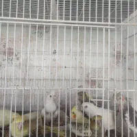 جوجه سرلاکی نرمه خور عروس هلندی|پرنده|شیراز, زند|دیوار