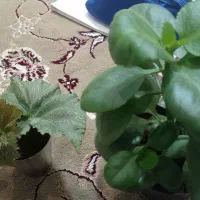 گل بگونیاعروس خالدار وگل قاشقی