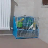 یک جفت مرغ عشق
