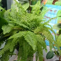 گل بزرگ جهت  هدیه و زیبایی دفتر کار و منزل|گل و گیاه طبیعی|فیروزآباد (فارس), |دیوار