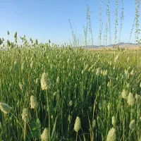 قوش دنی  تخم کتانی