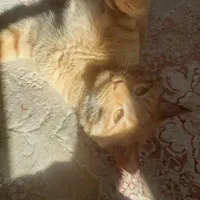 گربه نر نارنجی|گربه|مشهد, ادیب نیشابوری (شهرک غرب)|دیوار