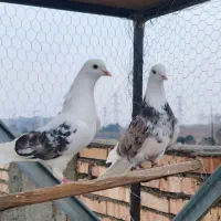 کبوتر کفتر ۲جفت پولی و معاوضه
