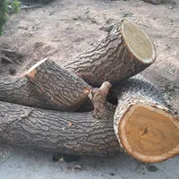 خریدارچوب درختان خیس وخشک صنعتی وزغالی|خدمات باغبانی و درختکاری|تهران, عبدلآباد|دیوار