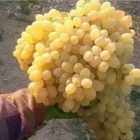 گارگر چین