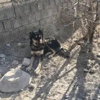 سگ نر برای نگهبانی برای گاراژ یا.. قیمت ۱۵ میلیون