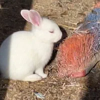 فروش خرگوش|موش و خرگوش|دوگنبدان, |دیوار