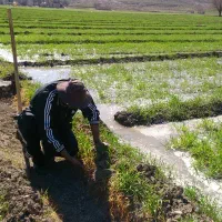 آبیاری زمین کشاورزی گندم و...