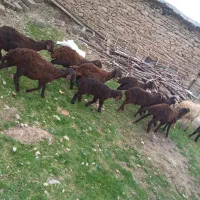 ۱۱ راس بره ماده افشار اصلی ۲ راس گوسفند داشتی