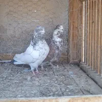 کبوتر|پرنده|نهاوند, |دیوار