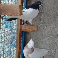 فروش کبوتر