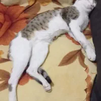 گربه گم شده حوالی تل اشکی