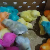 جوجه رنگی حراج ۱۲