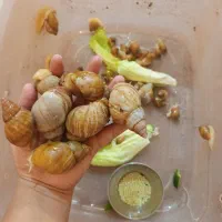 حلزون اچاتینا ارایشی