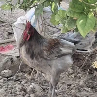 خروس و مرغ محلی
