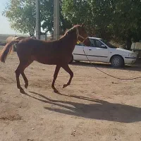 اسب نریان|اسب و تجهیزات اسب‌سواری|همدان, |دیوار