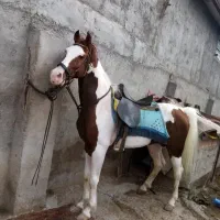 آموزش سوار کاری