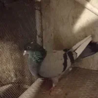 یک ماده سبز ساعتی بفروش میرسد|پرنده|اصفهان, باتون|دیوار