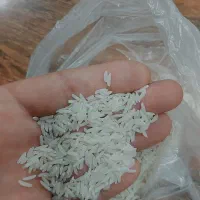 برنج طارم