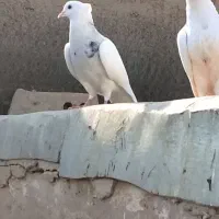 کبوتر طوقی ماده