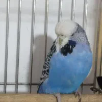 مرغ عشق انگلیسی گرید A|پرنده|ری, علایین|دیوار