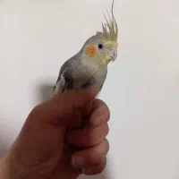 فروش جوجه عروس