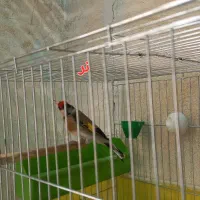 یک جفت سهره سالم وسرحال،روبه مستی|پرنده|شهرضا, |دیوار