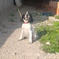 پوینتر انگلیسی ماده خوش رنگ|سگ|گرگان, |دیوار