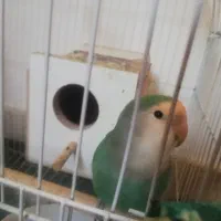 طوطی برزیلی ماده دستی