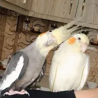 عروس هلندی جفت