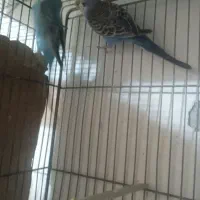 تعدادی مرغ عشق جوجه سرحال وزیبا ودستی|پرنده|بروجرد, |دیوار