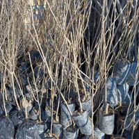 نهال های گلدانی پسته گردو انار توت|خدمات باغبانی و درختکاری|شیراز, آبیاری|دیوار