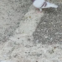 کبوتر پیازی